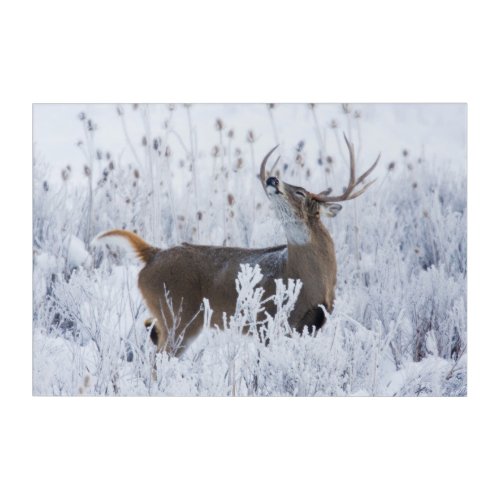 Alerted White_tail Deer Buck Montana Acrylic Print
