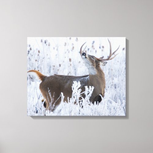 Alerted White_tail Deer Buck Montana Canvas Print