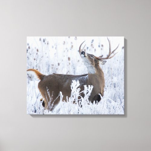 Alerted White_tail Deer Buck Montana Canvas Print