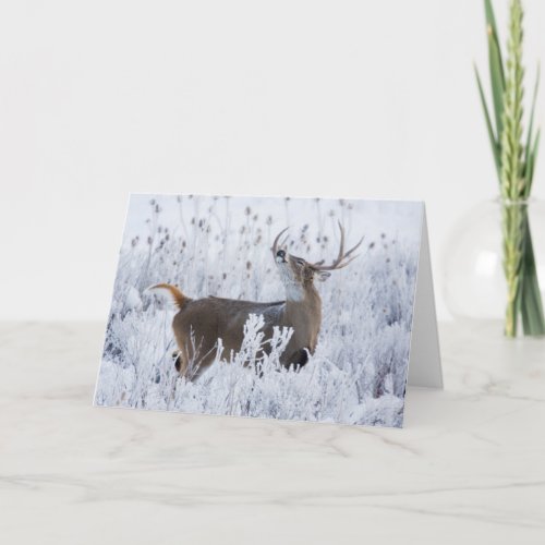 Alerted White_tail Deer Buck Montana Card