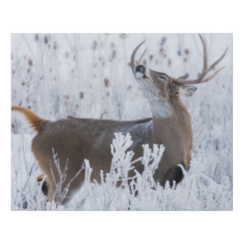 Alerted White_tail Deer Buck Montana Faux Canvas Print