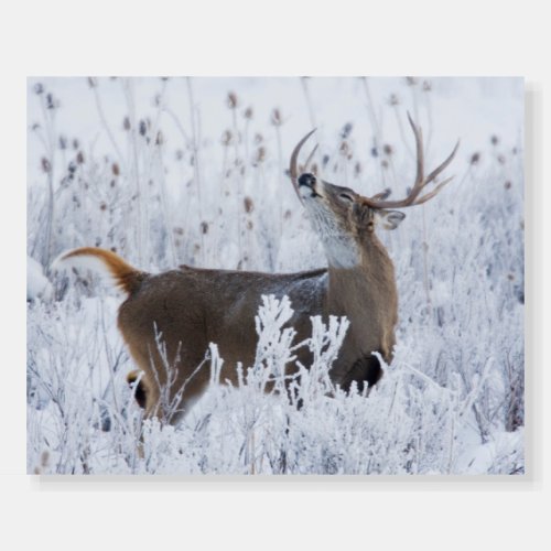 Alerted White_tail Deer Buck Montana Foam Board