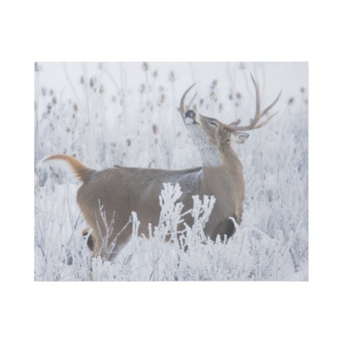 Alerted White_tail Deer Buck Montana Gallery Wrap