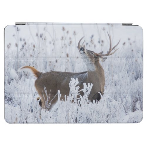 Alerted White_tail Deer Buck Montana iPad Air Cover