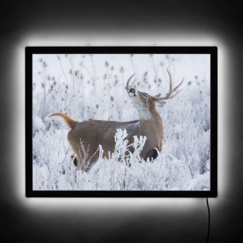Alerted White_tail Deer Buck Montana LED Sign