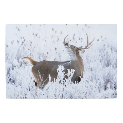 Alerted White_tail Deer Buck Montana Metal Print