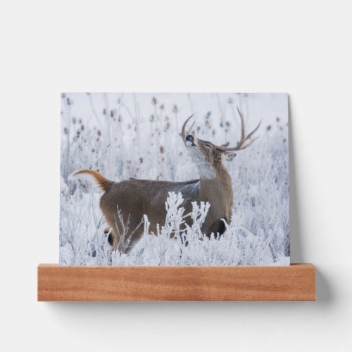 Alerted White_tail Deer Buck Montana Picture Ledge