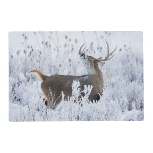 Alerted White_tail Deer Buck Montana Placemat