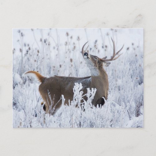 Alerted White_tail Deer Buck Montana Postcard