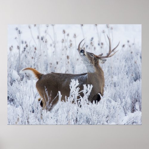 Alerted White_tail Deer Buck Montana Poster