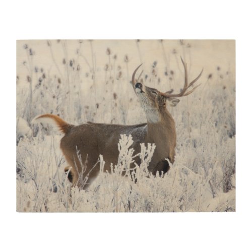 Alerted White_tail Deer Buck Montana Wood Wall Art
