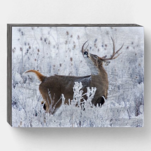 Alerted White_tail Deer Buck Montana Wooden Box Sign