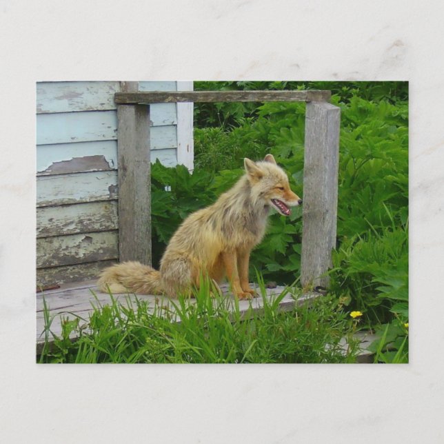 Aleutian Fox in Unalaska, Alaska Postcard (Front)