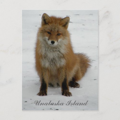 Aleutian Fox in Winter Unalaska Island Postcard