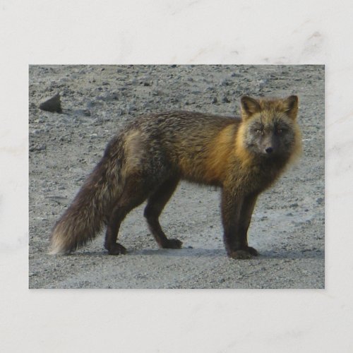 Aleutian Fox on the Road Unalaska Island Postcard