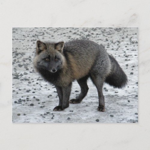 Aleutian Fox on Unalaska Island Postcard