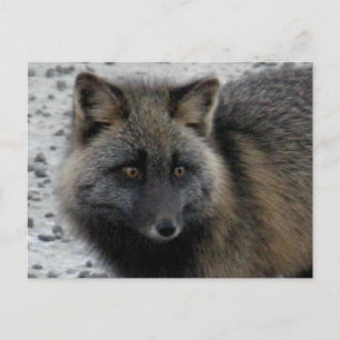 Aleutian Fox on Unalaska Island Postcard