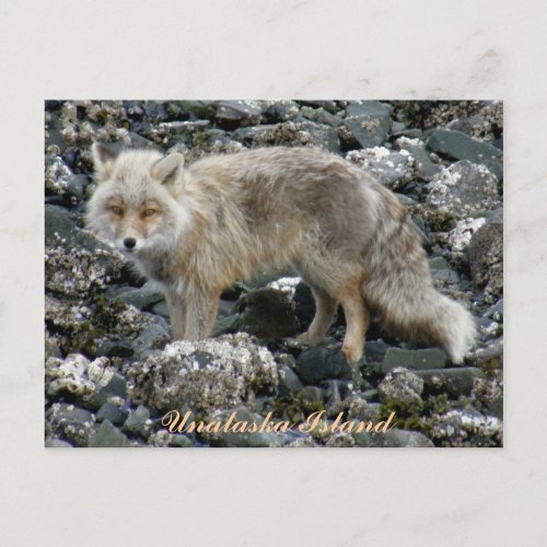 Aleutian Fox Unalaska Island Postcard