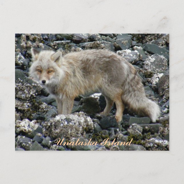 Aleutian Fox, Unalaska Island Postcard (Front)