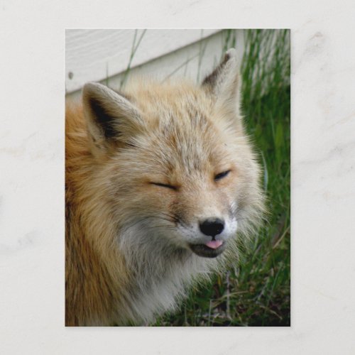 Aleutian Fox With Funny Expression Postcard