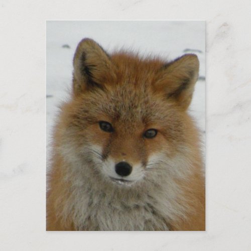 Aleutian Red Fox Postcard