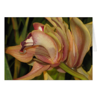 Alexanderi 'Westonbirt' Orchid Profile Blank Card