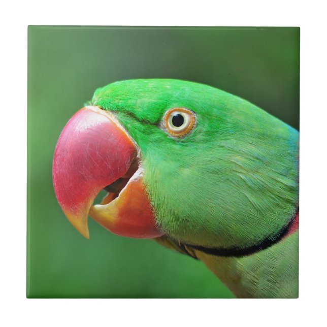 Alexandrine Parakeet Ceramic Tile (Front)