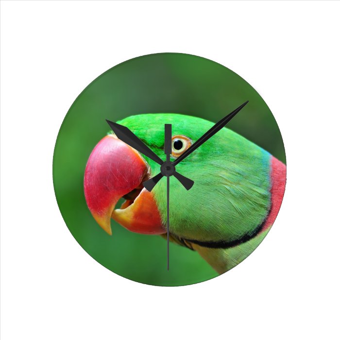 Alexandrine Parakeet Round Wallclock