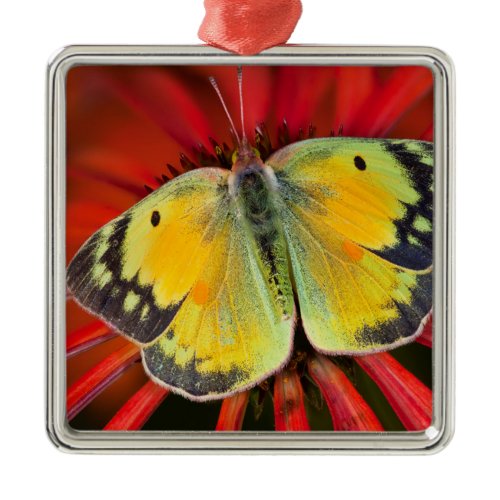 Alfalfa Butterfly On Cone Flower Metal Ornament