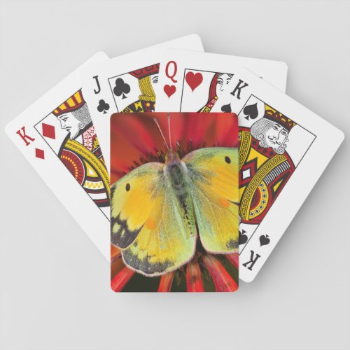 Alfalfa Butterfly On Cone Flower Poker Cards