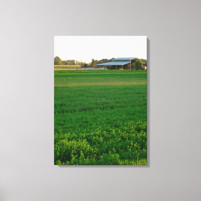 Alfalfa Field Canvas Print (Front)