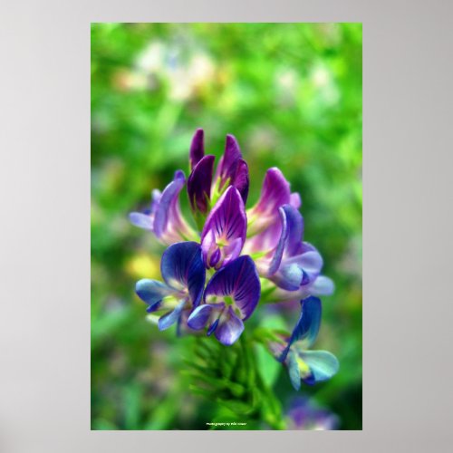 Alfalfa Flowers Poster