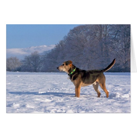 Alfie in Snow (Front Horizontal)