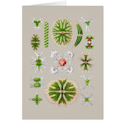Algae Cards (Front)