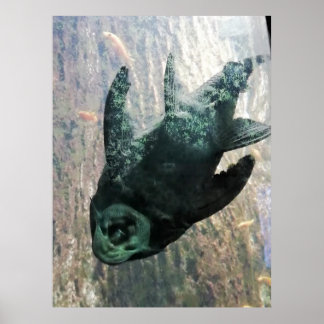 Algae eater in an aquarium. poster