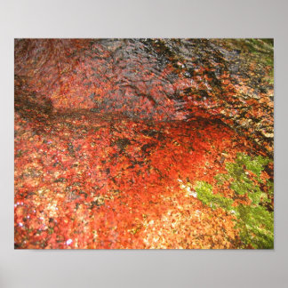 Algae from Honduras Poster