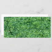 Algae green background (Front/Back)