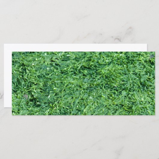 Algae green background (Front/Back)