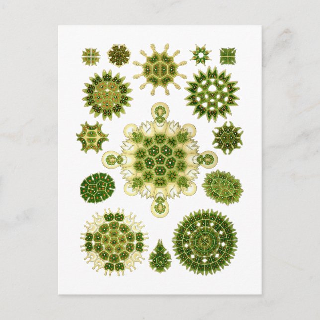 Algae Postcard (Front)