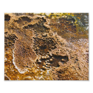 Algea pool photo print