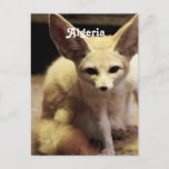 Algeria Fennec Fox Postcard