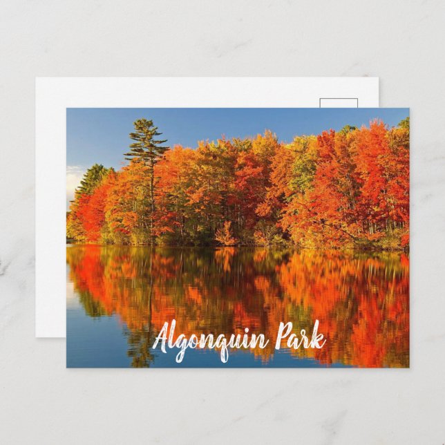 Algonquin Park Canada Fall stylized Postcard (Front/Back)