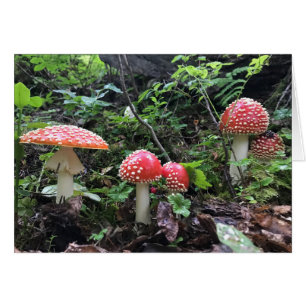 Alice in Wonderland Mushroom - 5" x 7" Art Card