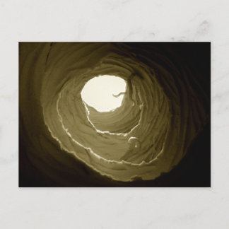 Alice in Wonderland Rabbit Hole Postcard