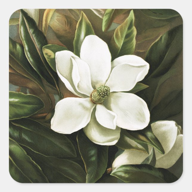 Alicia H. Laird: Magnolia Grandflora Square Sticker (Front)
