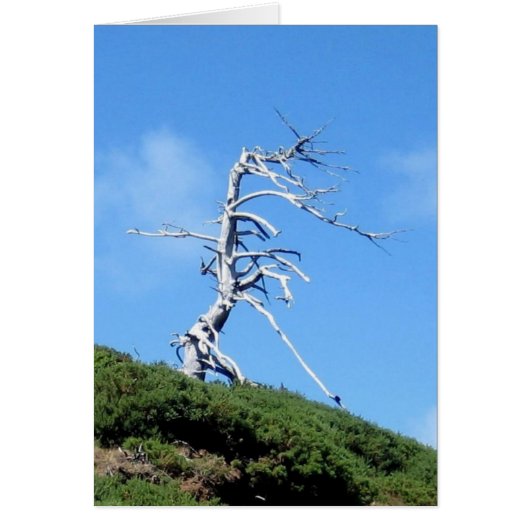 alien tree cards (Front)