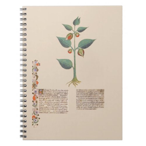 Alkekengi Bladder Cherry Medieval Plant Manuscript Notebook