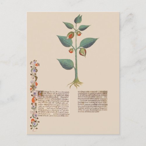 Alkekengi Bladder Cherry Medieval Plant Manuscript Postcard