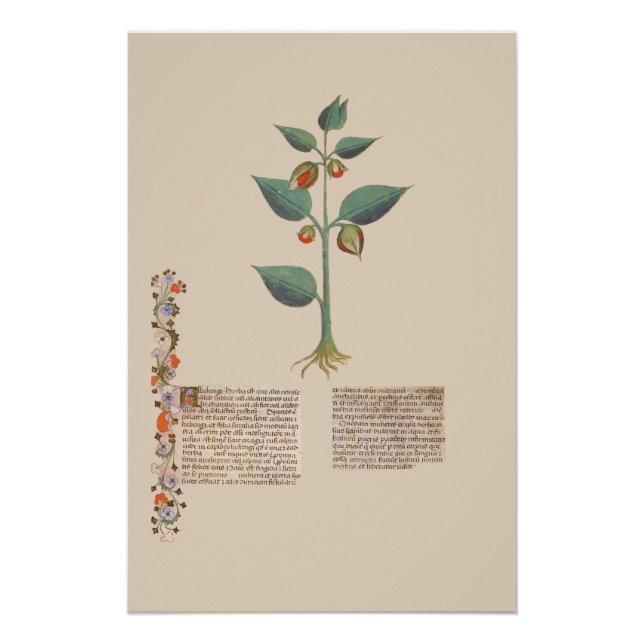 Alkekengi Bladder Cherry Medieval Plant Manuscript Poster (Front)