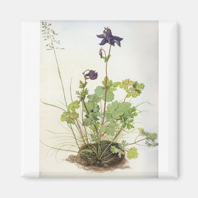Alkelei-Blume - Albrecht Durer - c1500 Magnet (Front)